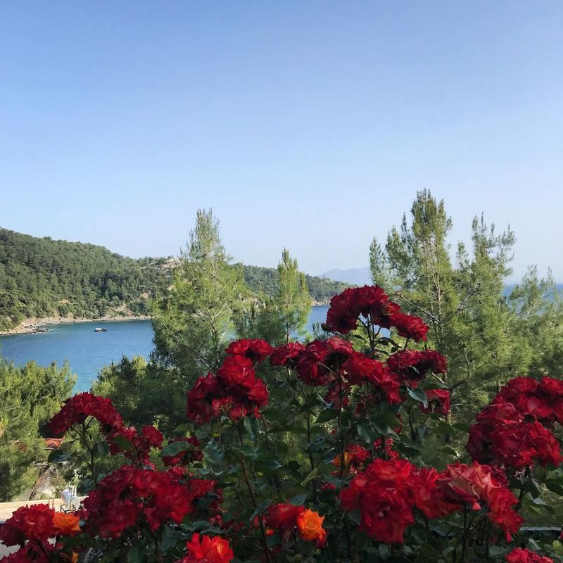 Güller ve koy